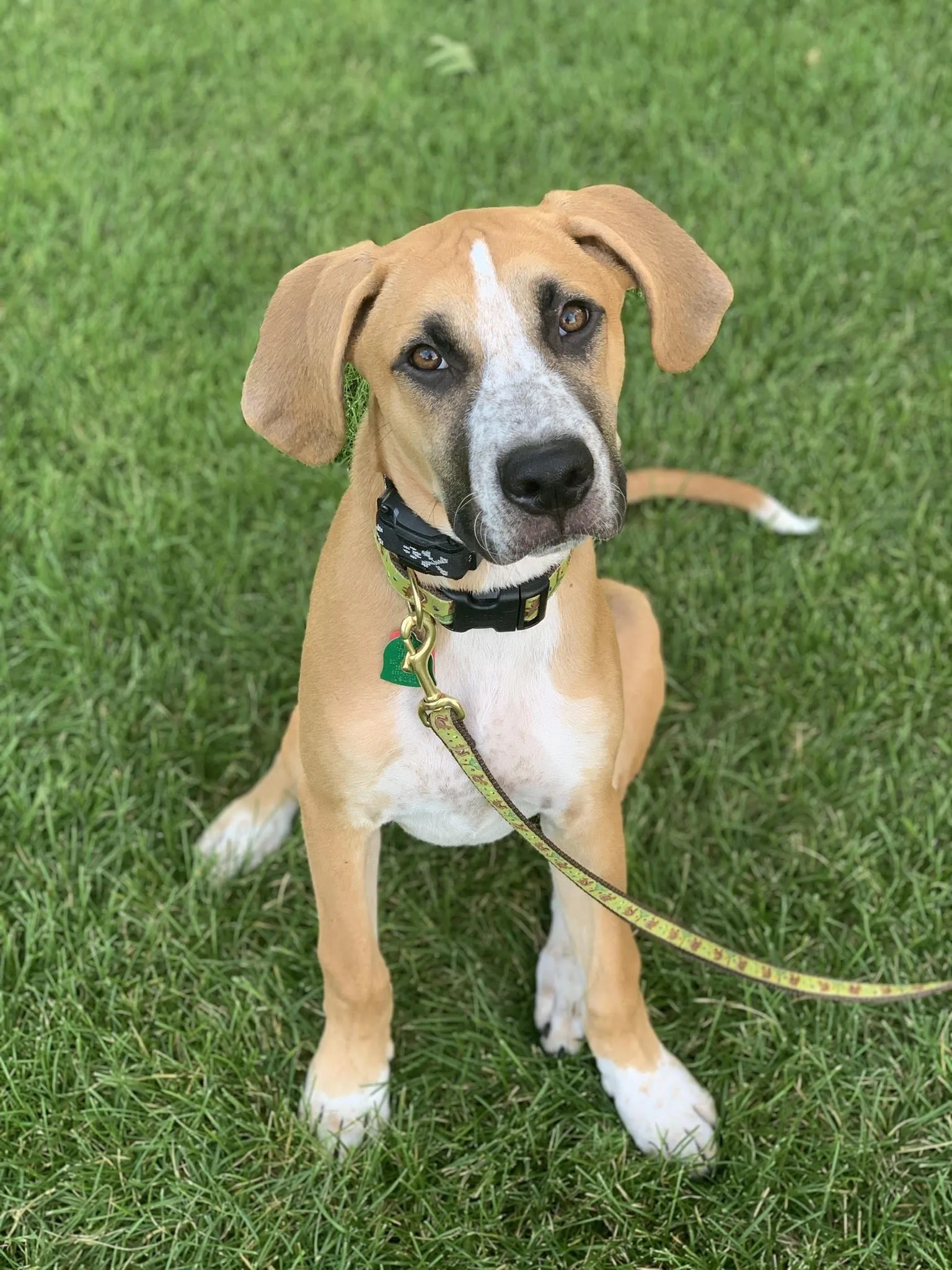 Mayhem to Manners Dog Training Madison to Dodgeville Wisconsin Obedience and Manners