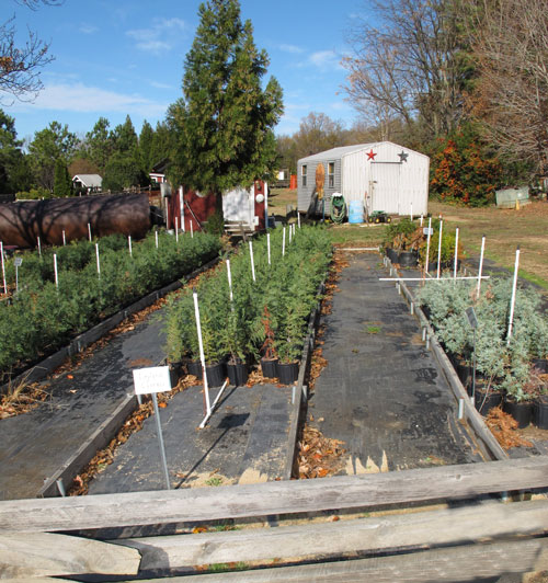 MayLan Farms Christmas Trees