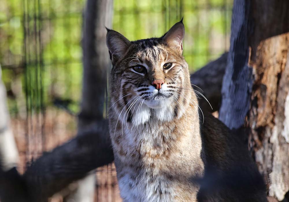 Wildlife Habitats Maymont Foundation