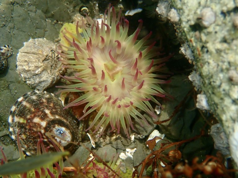 Aggregate Green Anemone Mayne Island Conservancy