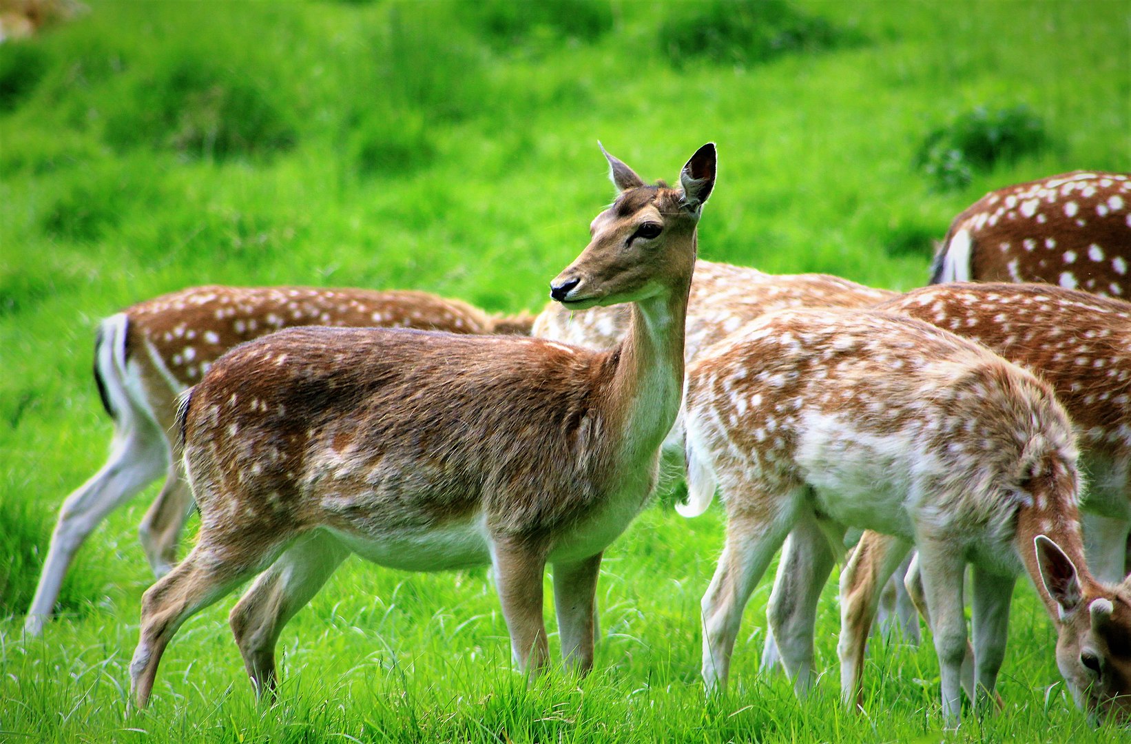 Invasive Fallow Deer Taking Action Mayne Island Conservancy