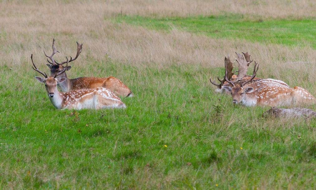 fallowdeer Mayne Island Conservancy