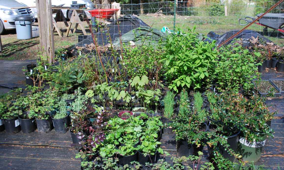 Fall Native Plant Sale 2022 Mayne Island Conservancy
