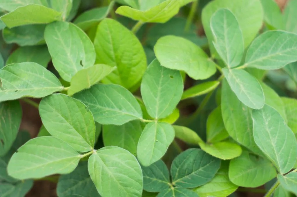 A Nourishing PostPartum and Pregnancy Tea Recipe