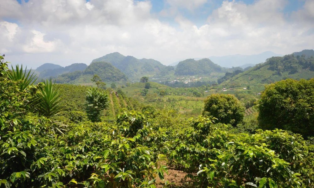 Tracing origins How did coffee arrive in Central America? Coffee