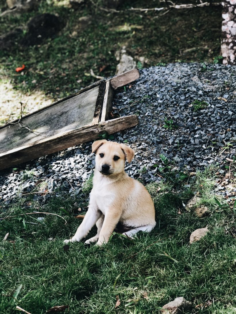 Puerto Rico Puppies Mayte's Rescue