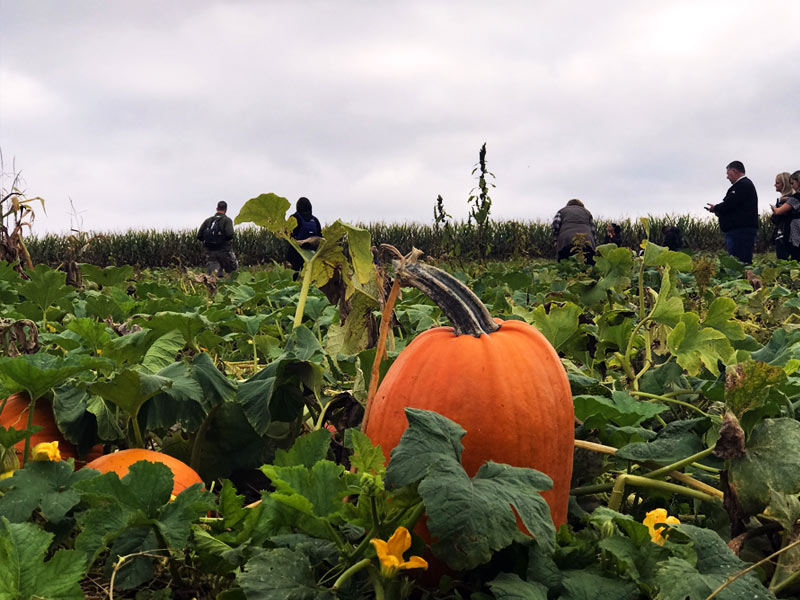 Pumpkin Picking & Wagon Rides Maize Quest Corn Maze & Fun Park