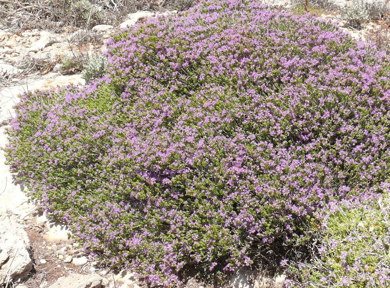 Thymus capitatus Mazhar Botanic Garden