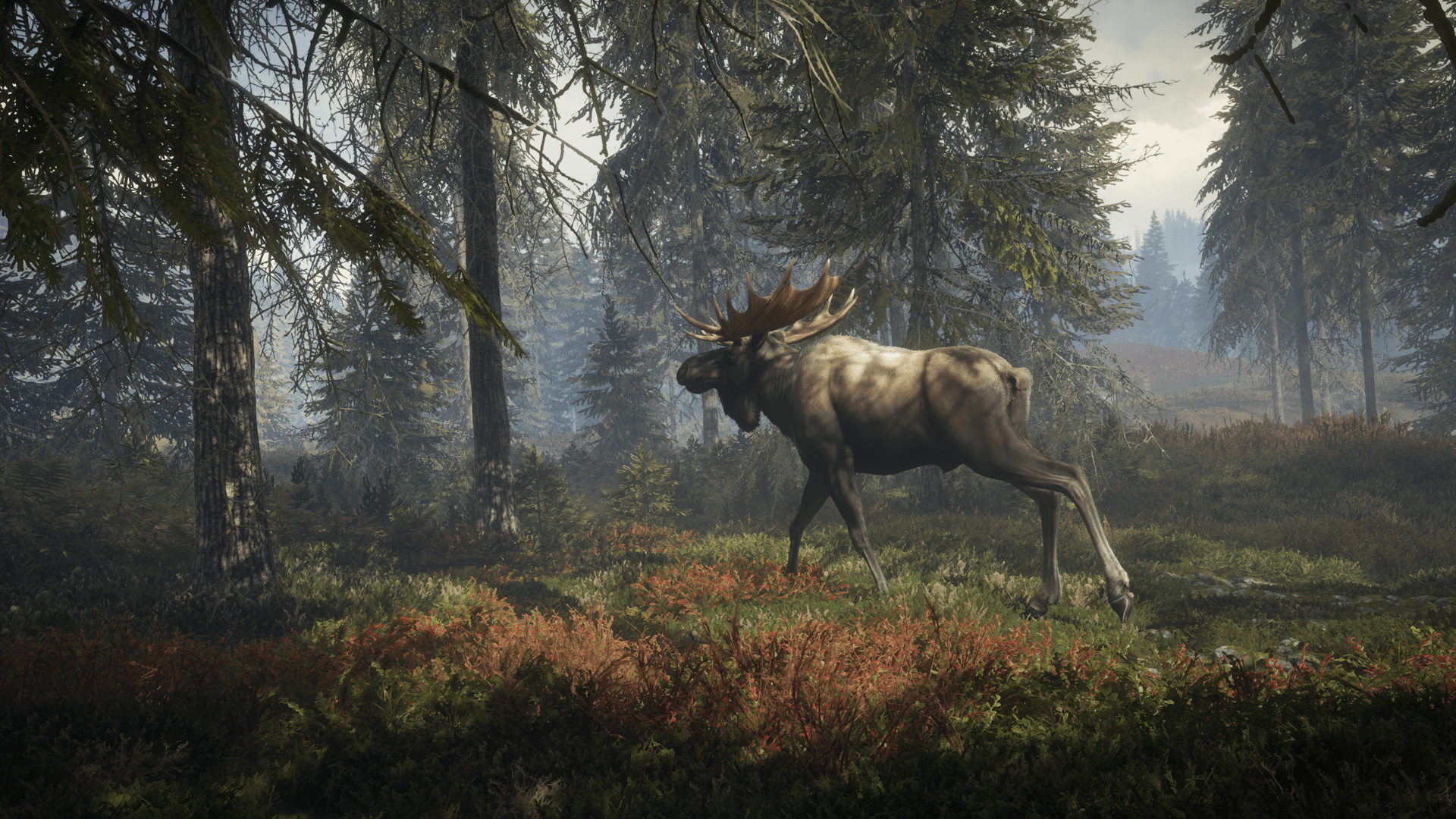 theHunter Call of the Wild Moose Forest astragon Entertainment GmbH