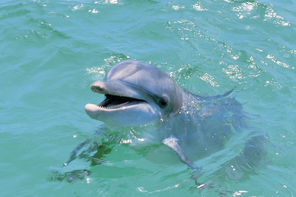 Top 5 Water Sport Adventures in the Florida Keys see images Miltton