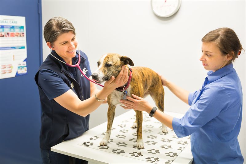 EQT to acquire VetPartners, the leading provider of veterinary and
