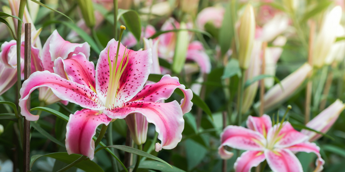 Lírios para jardins cheios de cor Decoração e Jardins SAPO Lifestyle
