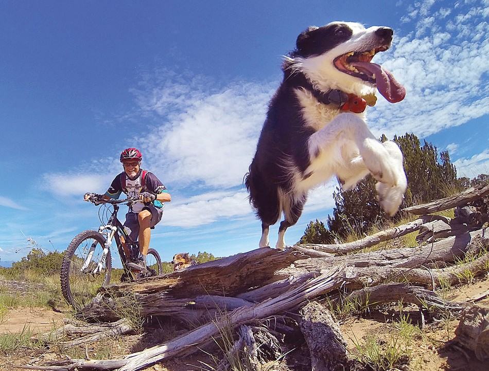 Training Your Perfect Trail Dog Mountain Bike Action Magazine