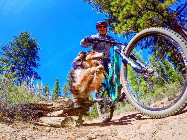 How To Get That Perfect Trail Dog Mountain Bike Action Magazine