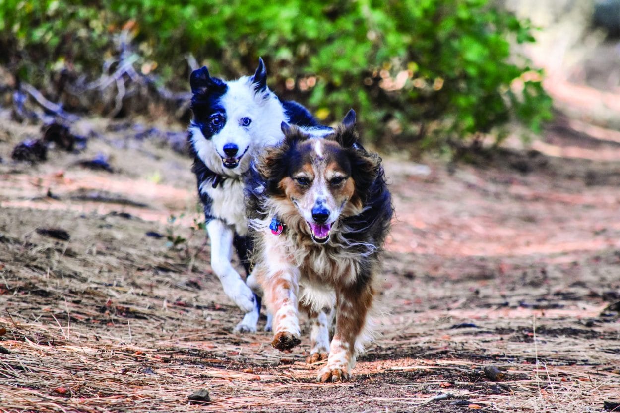 How To Get That Perfect Trail Dog Mountain Bike Action Magazine