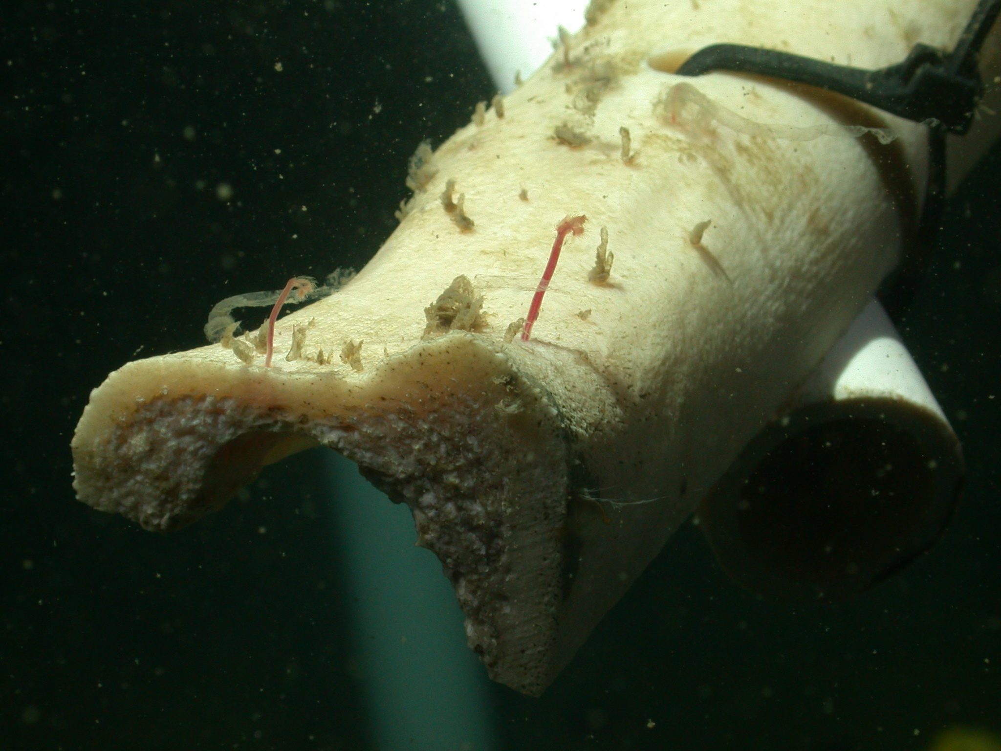 Uncovering a world of boneeating worms on the seafloor — MBARI Annual Report 2017