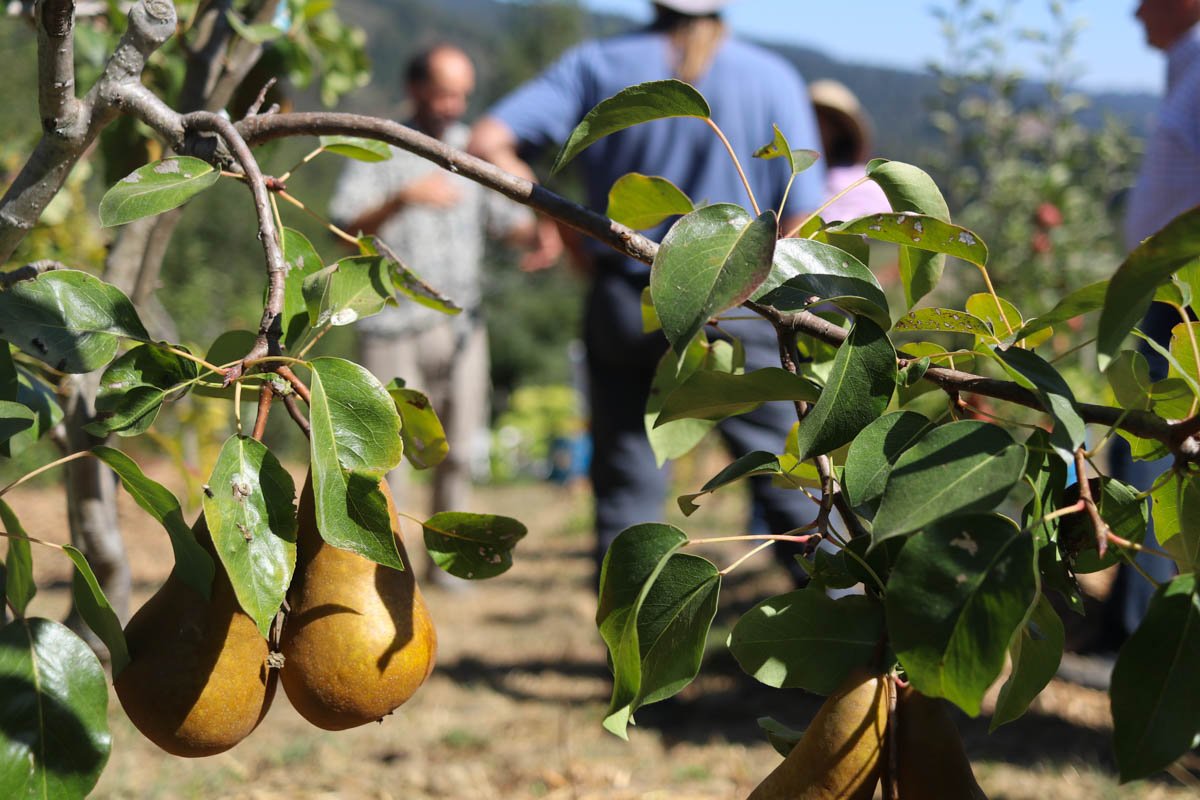 IMG_0871 California Rare Fruit Growers