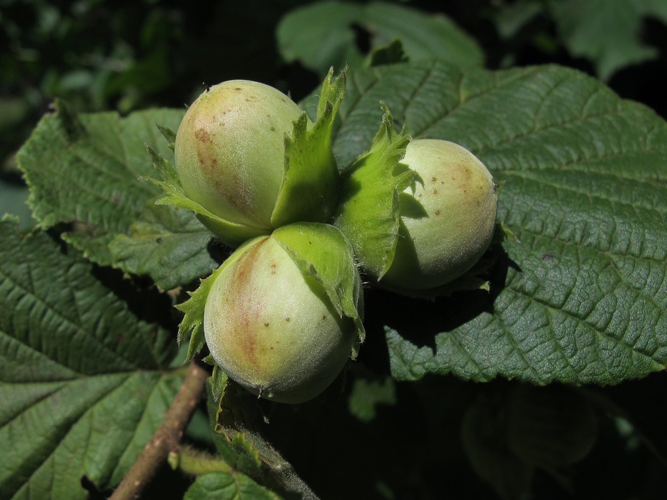 hazelnut California Rare Fruit Growers