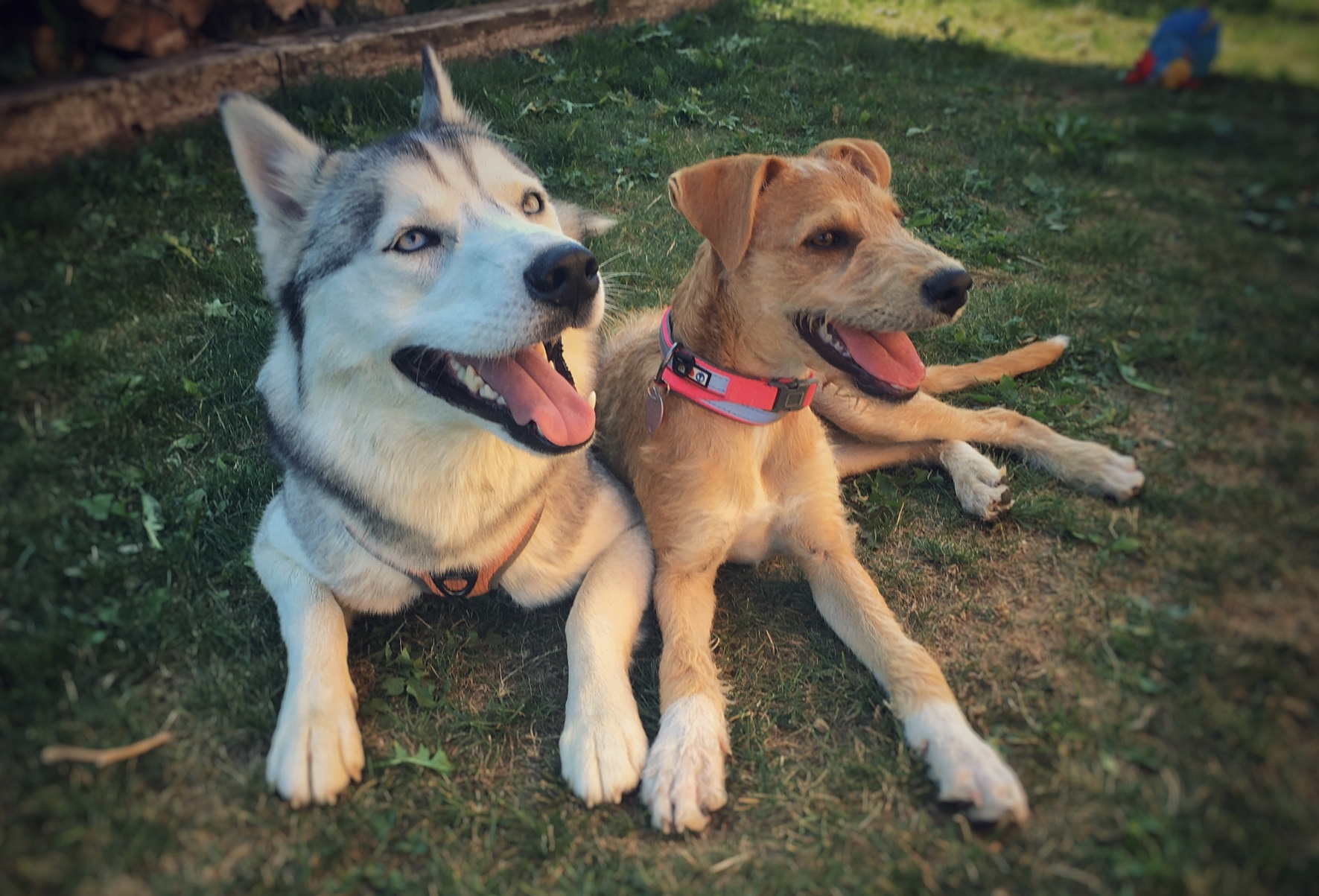 Contact MontBlanc Dog Center