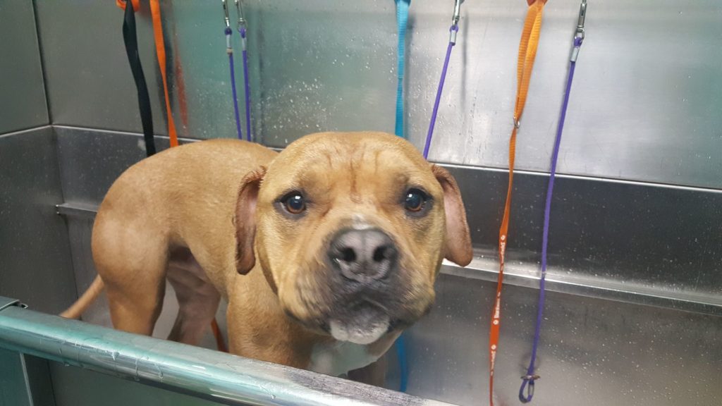 Man’s Best Friend Pet Resort The purrfect place for a barktastic time!