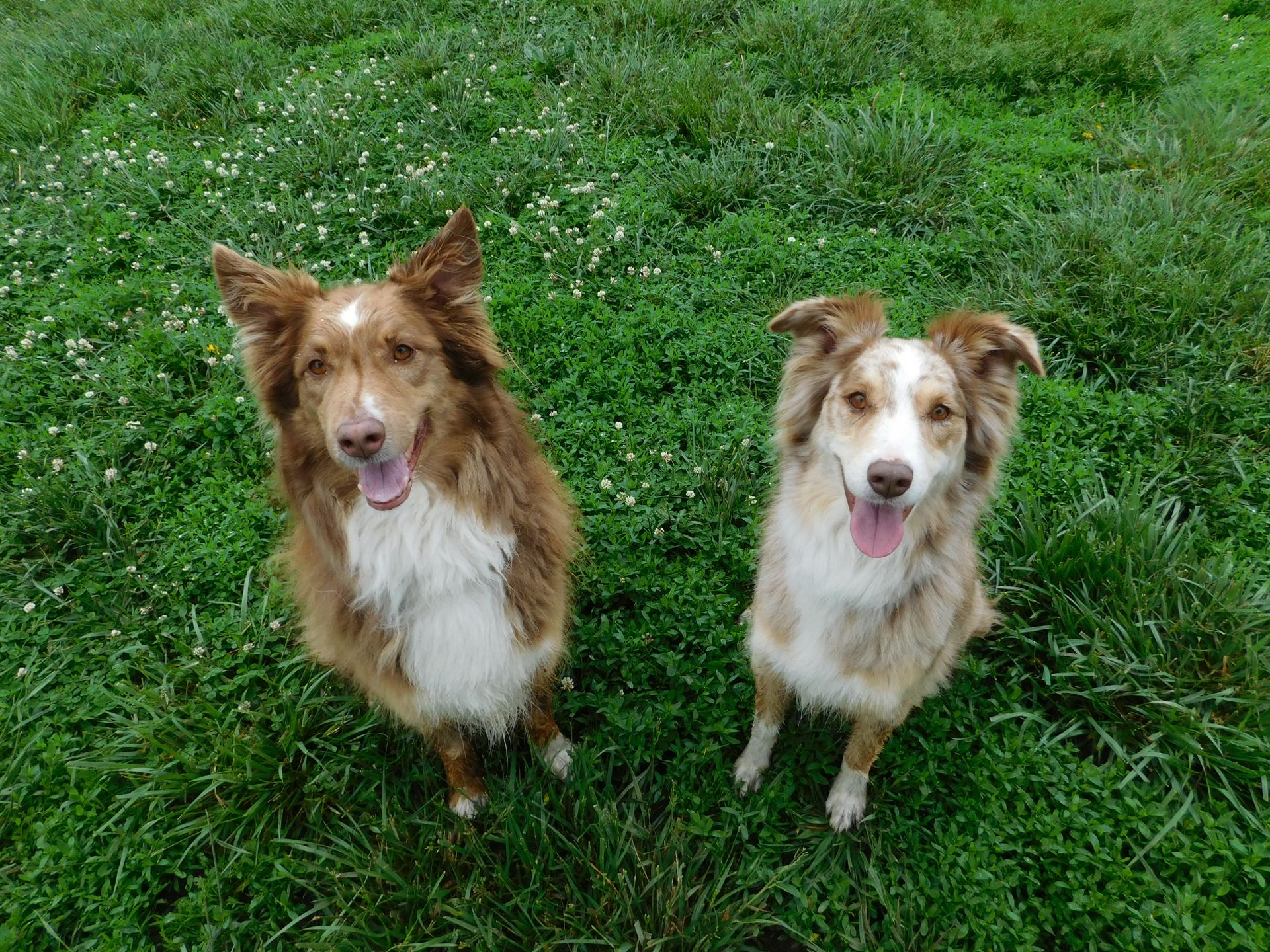 Man’s Best Friend Pet Resort The purrfect place for a barktastic time!