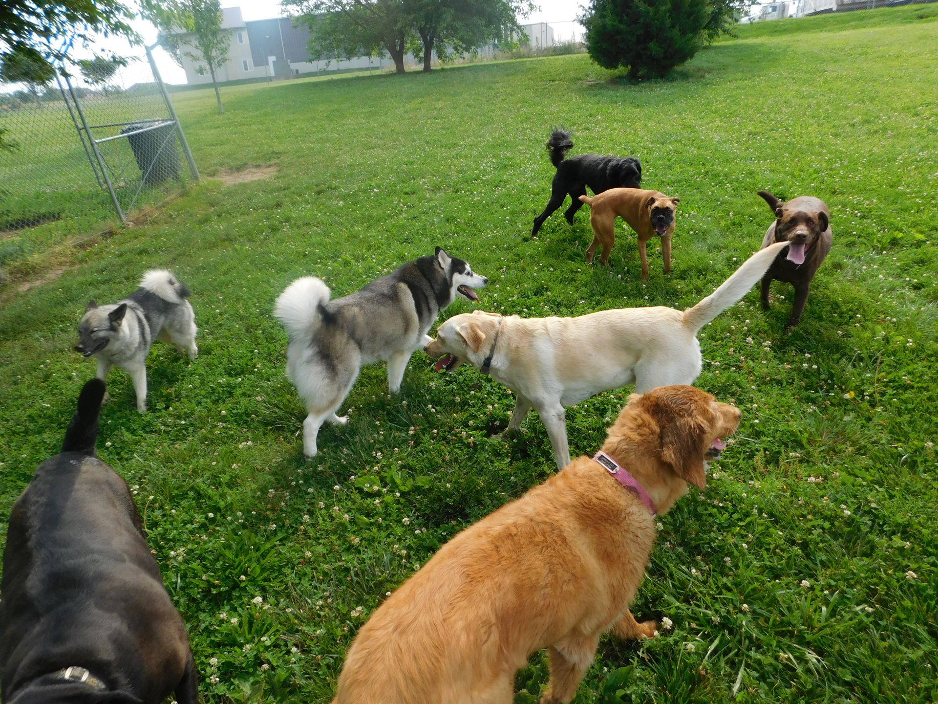 Best Friends Pet Resort Wakefield at Pat Boyer blog