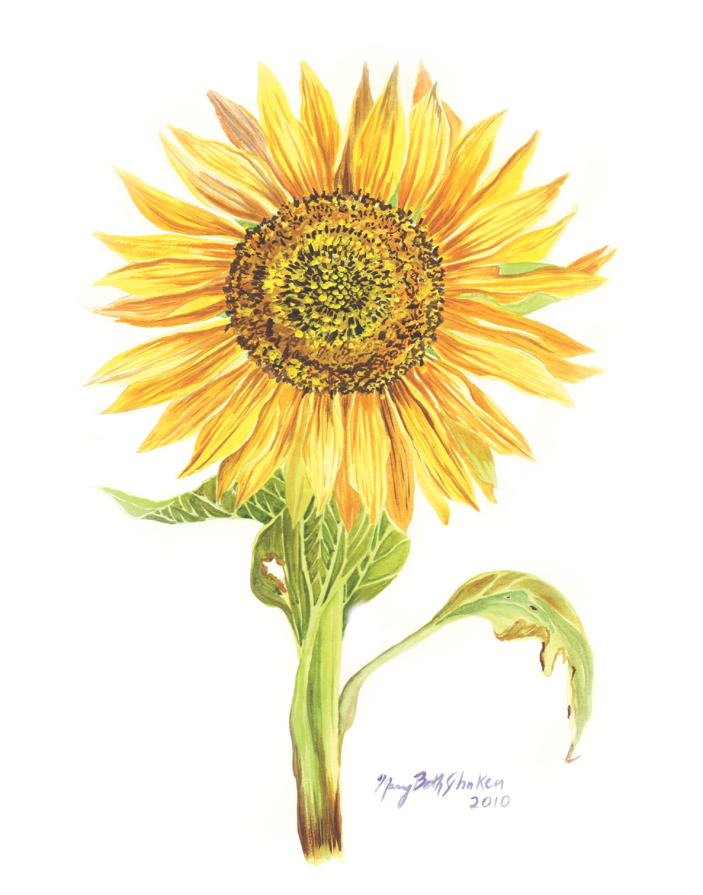 Sunflower on White, Fine Art Giclee Mary Beth Ihnken
