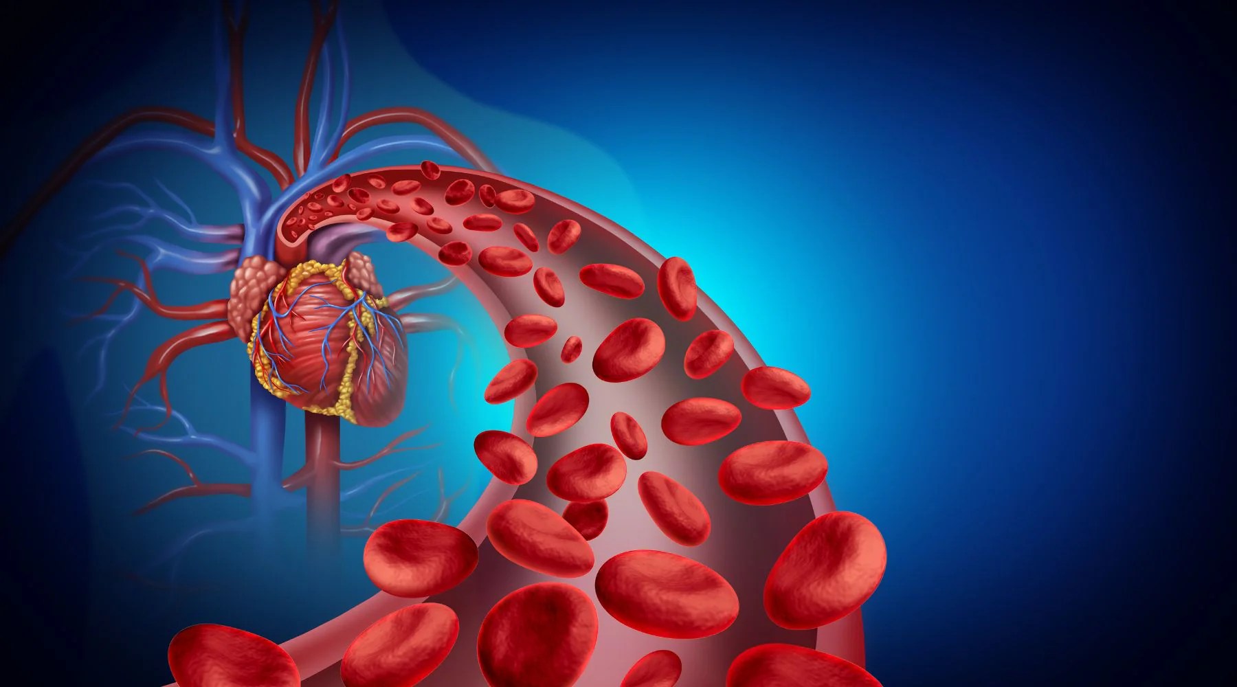 How Liquid CoQ10 Can Benefit Your Heart Health and Cardiovascular Syst