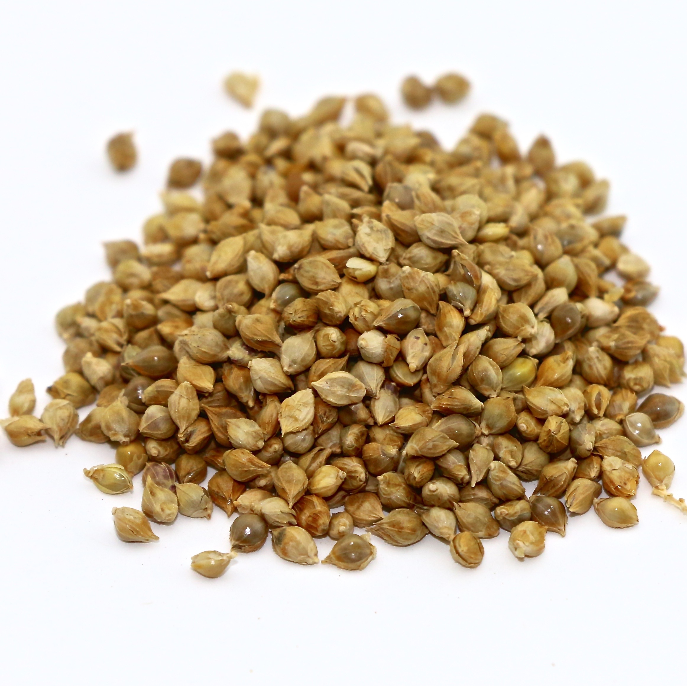 Japanese Millet 50 lb bag MBS Seed