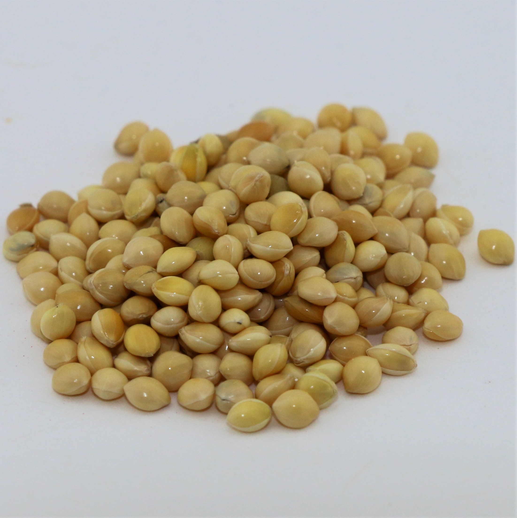 White Proso Millet 50 lb bag MBS Seed