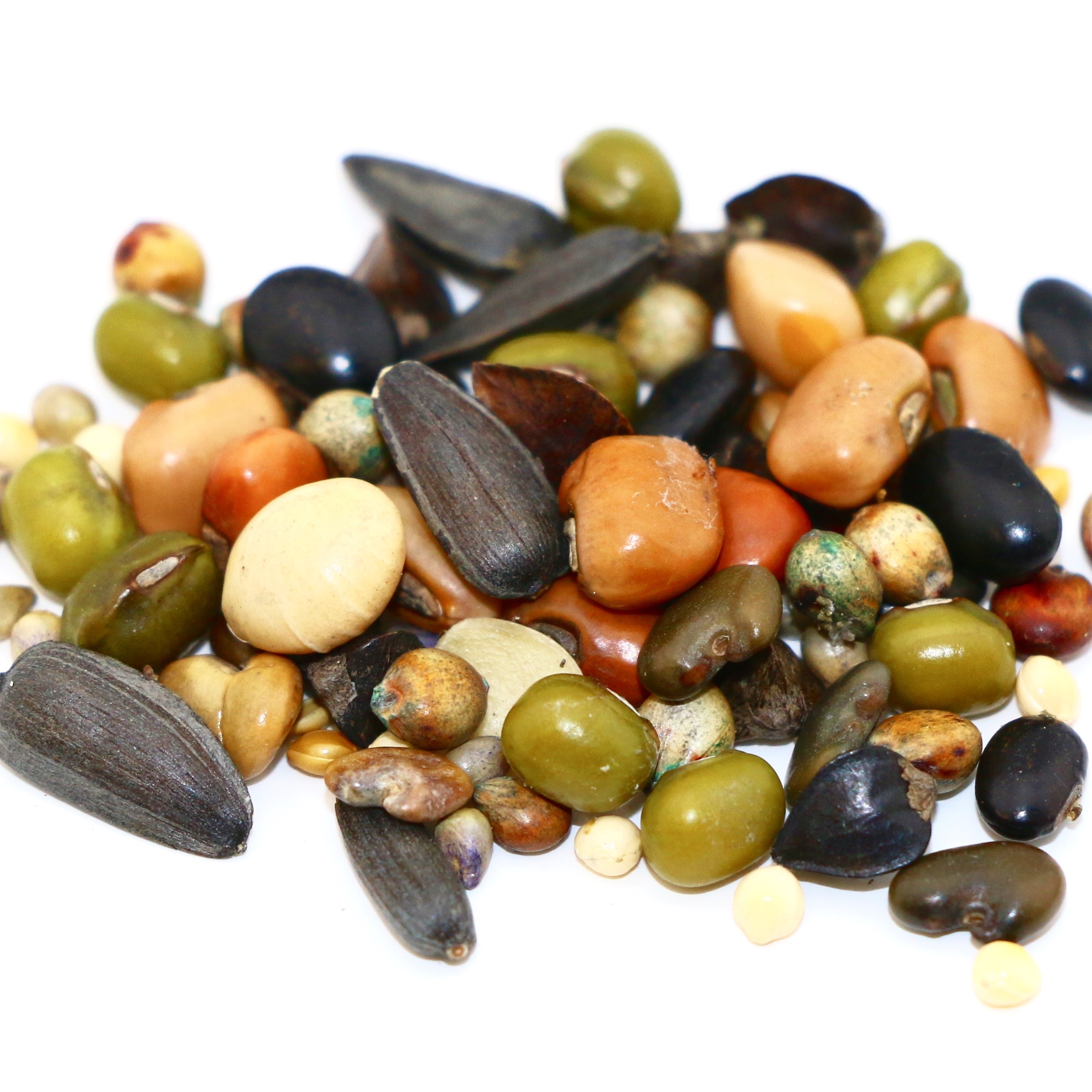 CoverAll Spring Cover Crop Mix 40 lb bag MBS Seed