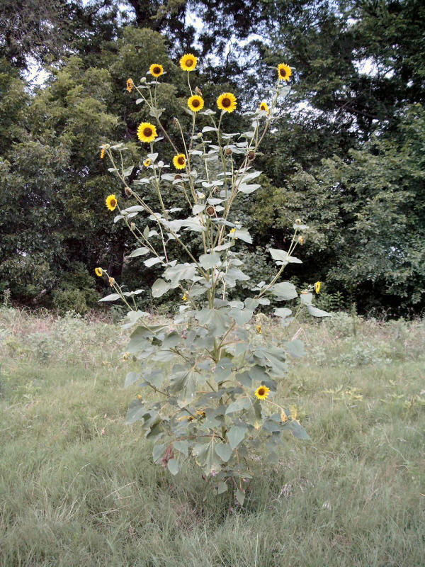 Native Sunflower per lb MBS Seed