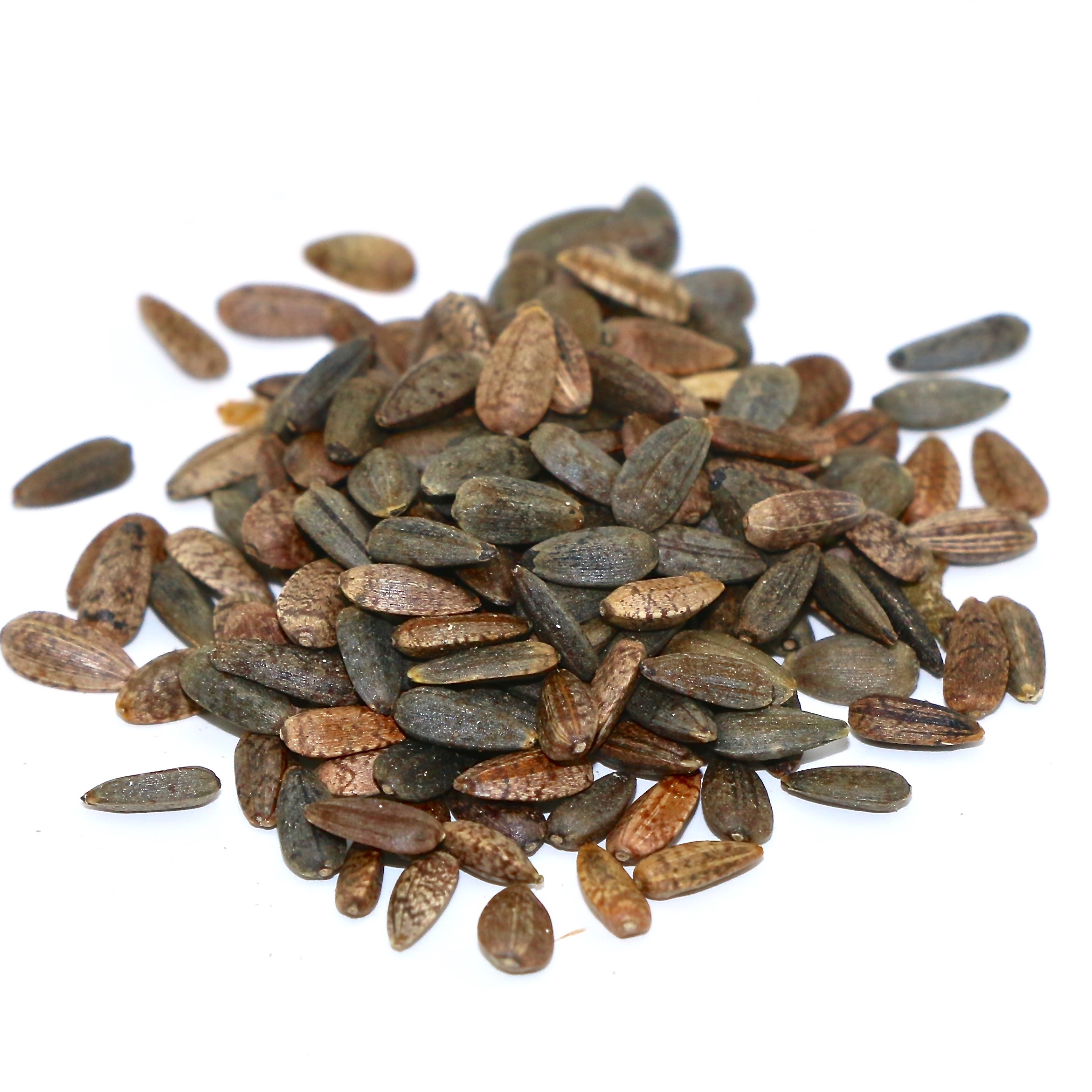 Native Sunflower per lb MBS Seed