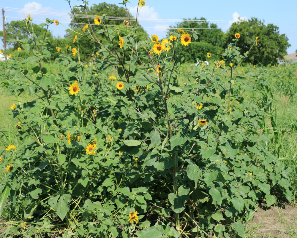 Native Sunflower per lb MBS Seed