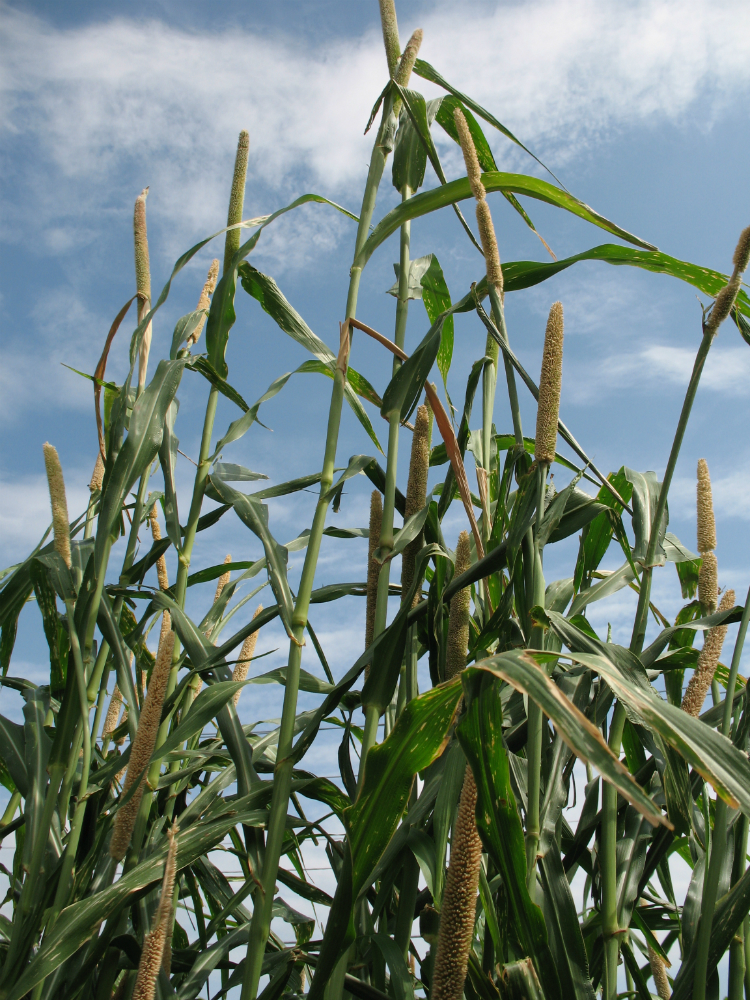 Hybrid Pearl Millet 50 lb bag MBS Seed