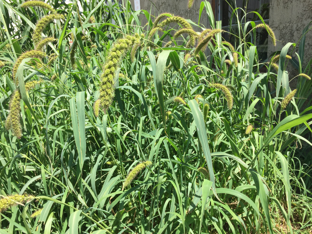 Golden German Foxtail Millet 50 lb bag MBS Seed