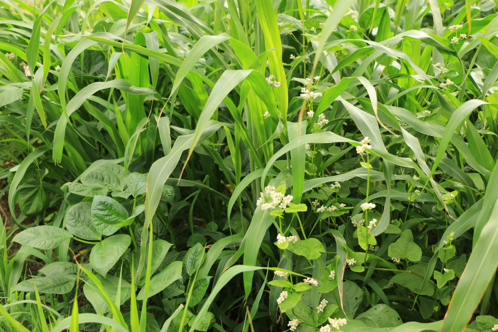 CoverAll Spring Cover Crop Mix 40 lb bag MBS Seed