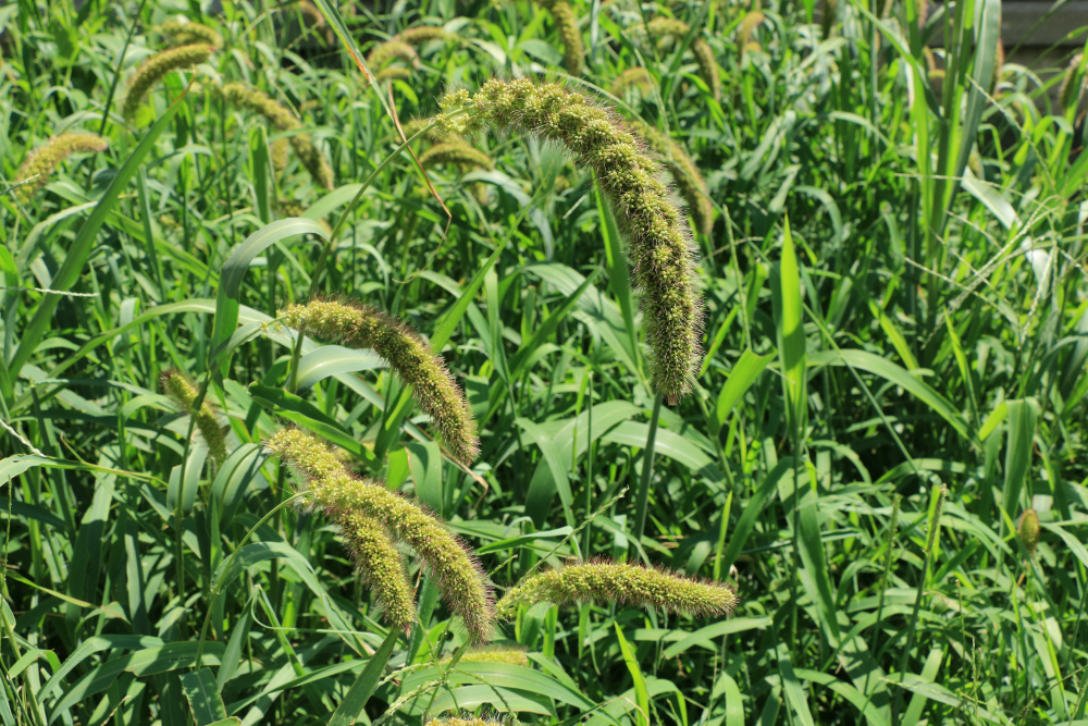 Golden German Foxtail Millet 50 lb bag MBS Seed