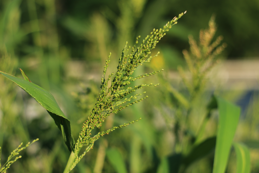 Browntop Millet 50 lb bag MBS Seed