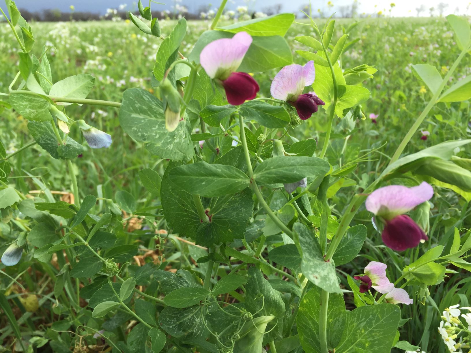Austrian Winter Field Pea 50 lb bag MBS Seed