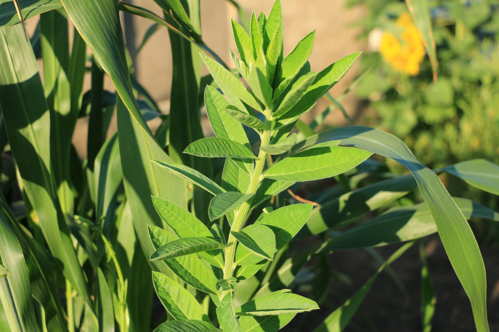 Sunn Hemp 50 lb bag MBS Seed