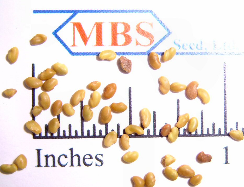 Variety Not Stated Alfalfa 50 lb bag MBS Seed