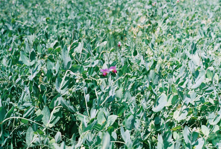 Austrian Winter Field Pea 50 lb bag MBS Seed