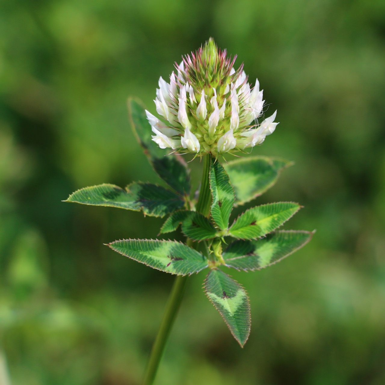 Arrowleaf Clover For Deer