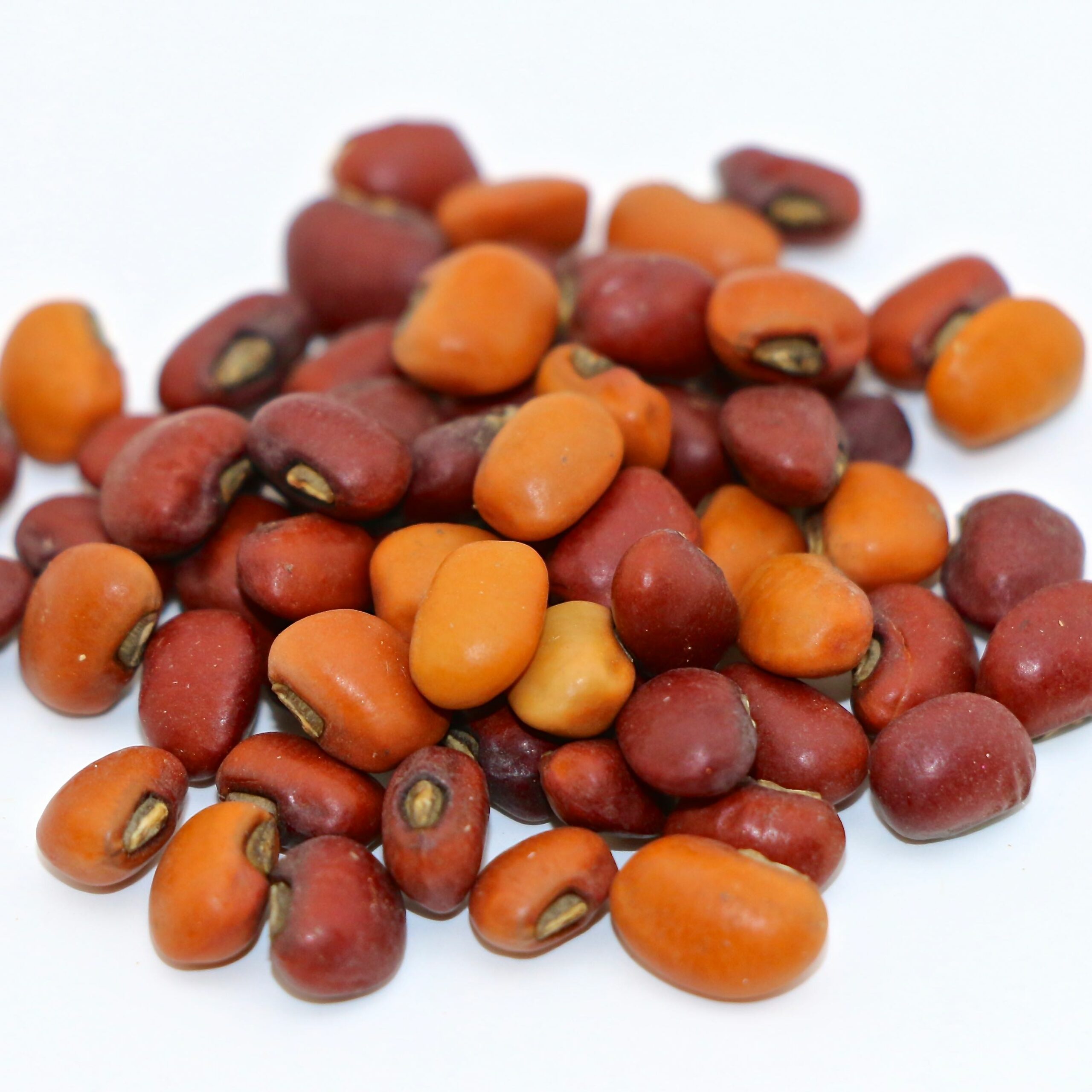 Iron & Clay Mixed Cowpeas 50 lb bag MBS Seed