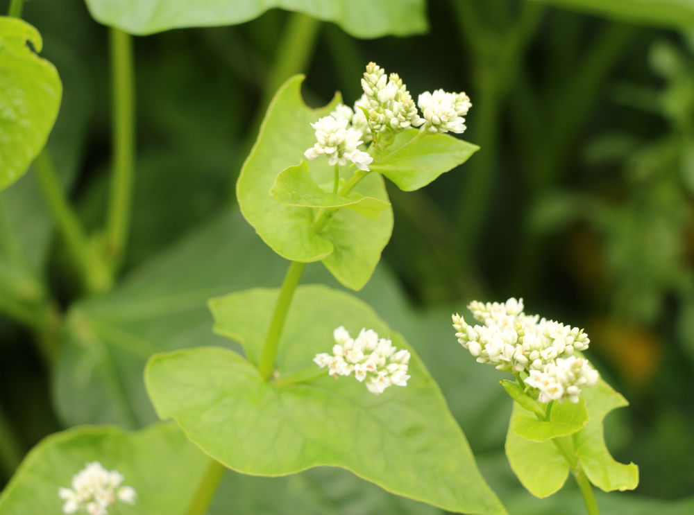 Buckwheat 50 lb bag MBS Seed