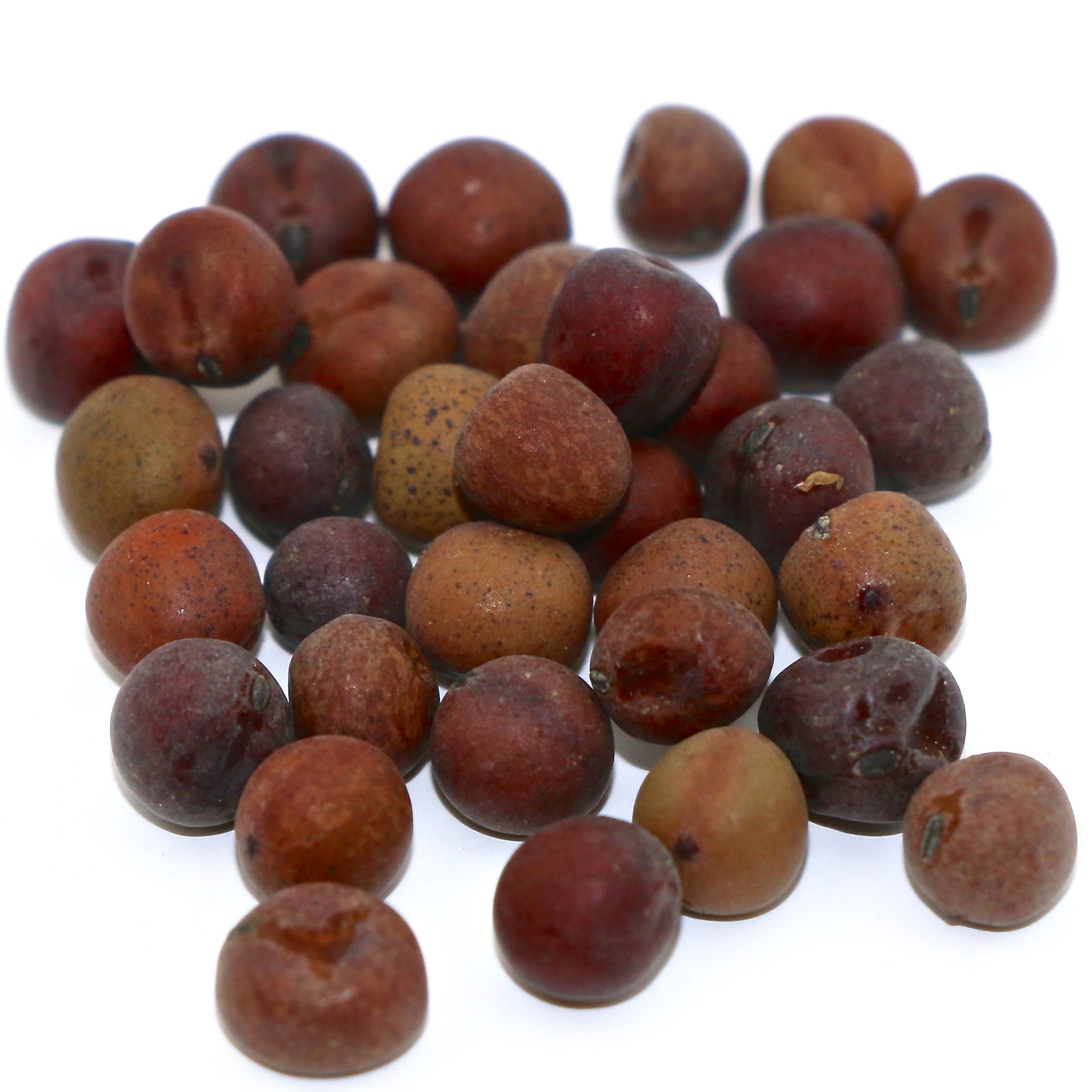 Austrian Winter Field Pea 50 lb bag MBS Seed