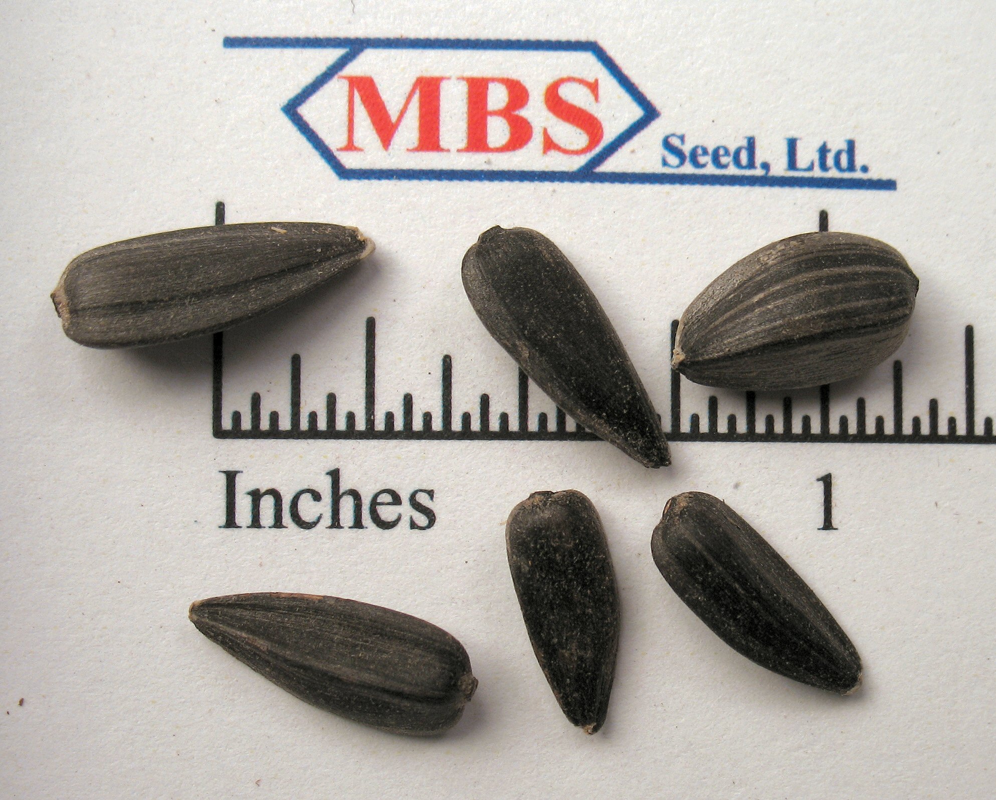 Peredovik Sunflowers 50 lb bag MBS Seed