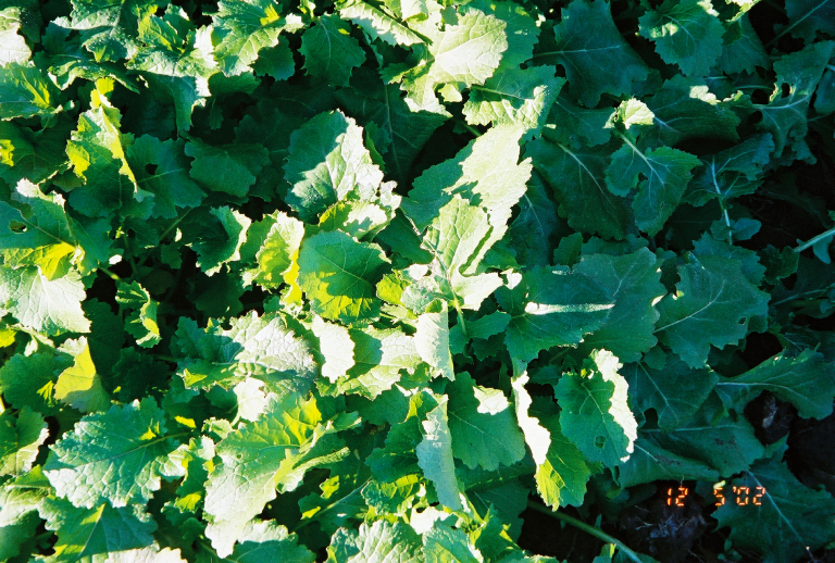 PurpleTop White Globe Turnips 50 lb bag MBS Seed