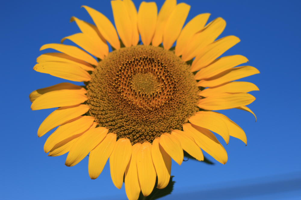 Peredovik Sunflowers 50 lb bag MBS Seed